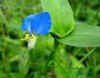  Commelina commilnis extract