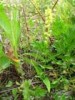  Herminium monorchis extract