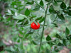 ruscus aculeatus saponins