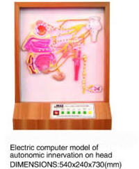 Electric Computer Model of Autonomic Innervation On Head