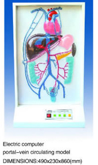 Electric Computer Portal-vein Circulating Model