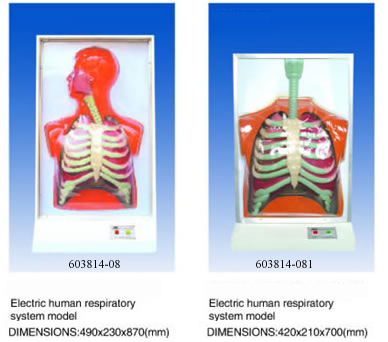 Electric Human Respiratory System Model