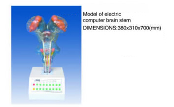 computer brain stem