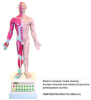 Electric computer model showing fourteen channels and related acupuncture points (speech sounds)