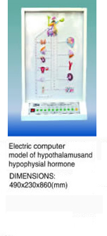 Electric Computer Model of Hypothalamusand Hypophysial Hormone