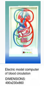 blood circulations