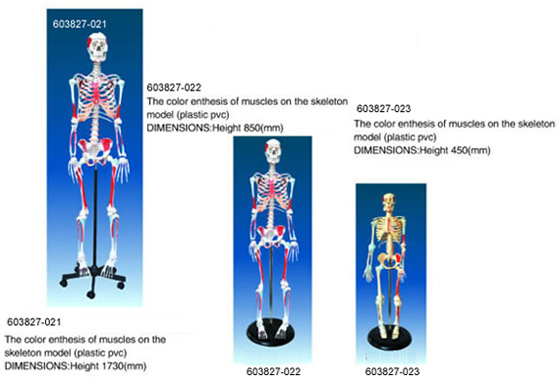 The Color Enthesis Of Muscles On The Skeleton Model