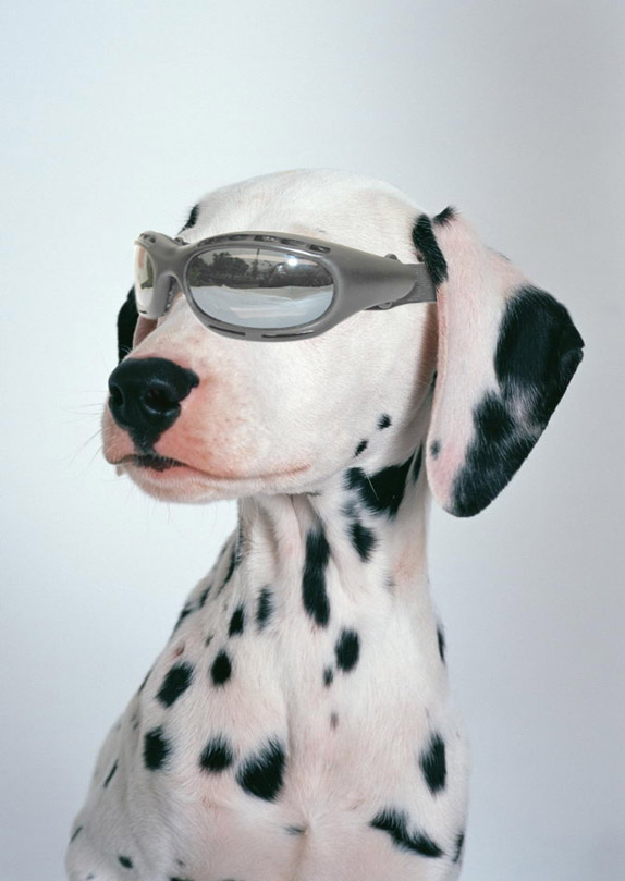 Pet Products-Dog Goggles