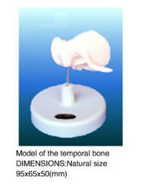 temporal bones