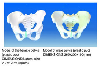 Model of the female