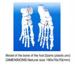 Model Of The Bone