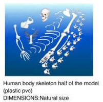 Human  body