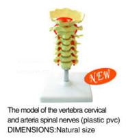 The Model Of The Vertebra Cervical And Arteria Spinal Nerves (Plastic Pvc)