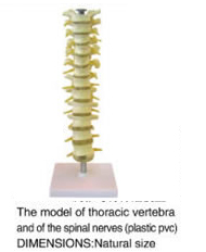 The Model Of Thoracic Vertebra And Of The Spinal Nerves  (Plastic Pvc)