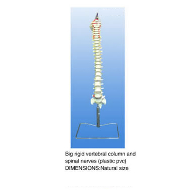 spinal nerve