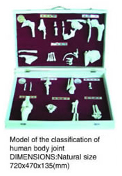 Model of the Classification of Human Body Joint