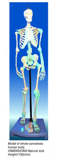 Model of Whole Synostosis Human Body