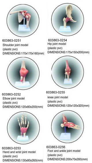 joint models