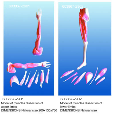 Model of Muscles Dissection of Upper (lower) Limbs