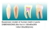 Expansion Model of Human Teeth 4 Parts