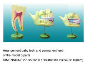 Arrangement Baby Teeth and Permanent Teeth