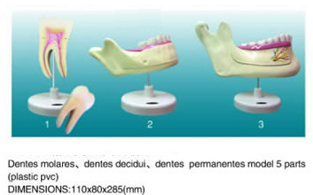 dentes decidui