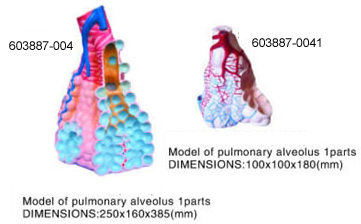 pulmonary alveolus