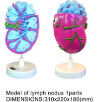 lymph nodus