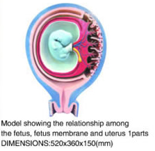 fetus membrane