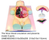 The Fetus Blood Circulation and Placenta Model 3 Parts
