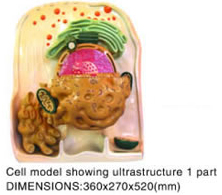 Cell model