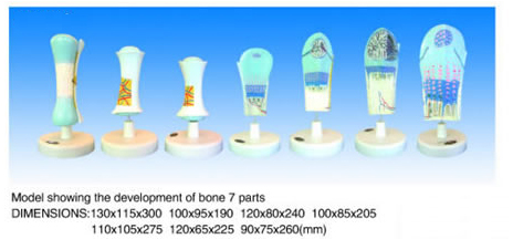 Model   showing