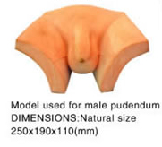 male pudendum