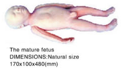 mature fetus