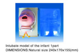 Intubate model