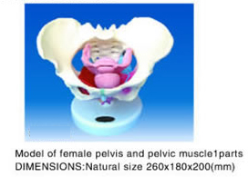 female pelvis