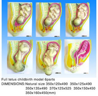 childbirth model