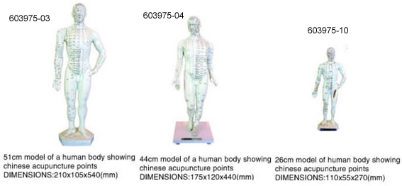 Model Of A Human Body Showing Chinese Acupuncture Points