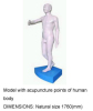 Model With Acupuncture Points Of Human Body