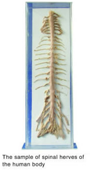 The Sample Of Spinal Nerves Of The Human Body