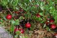 sell lingonberry  red