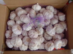 china garlic export