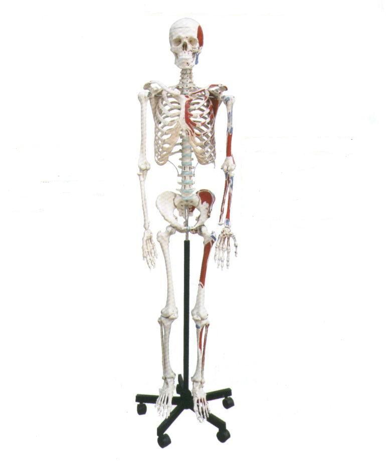 human skeleton