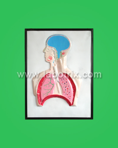 Basrelief Model - structure of human respiratory system