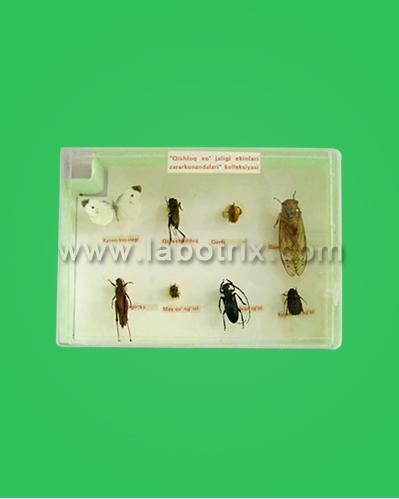 Collection of Agricultural Crop Pests