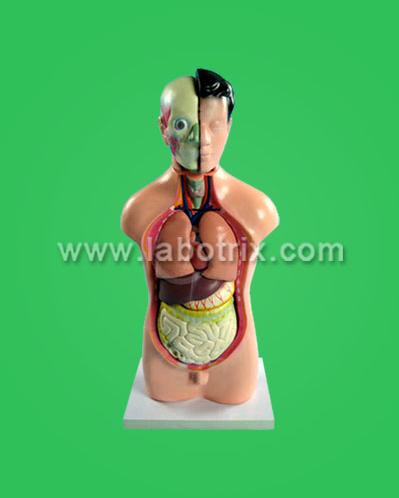 human torso removable of plastic