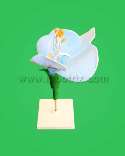 pea flower model