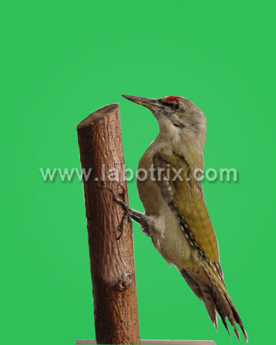 stuffed barbet woodpecker