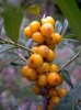 Hippophae rhamnoides Extract