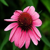 Echinacea purpurea P.E polyphenol